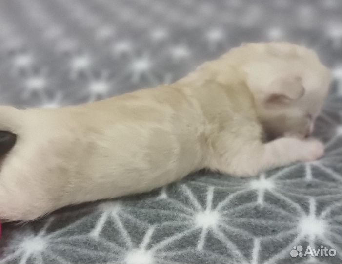 Бенгодетки