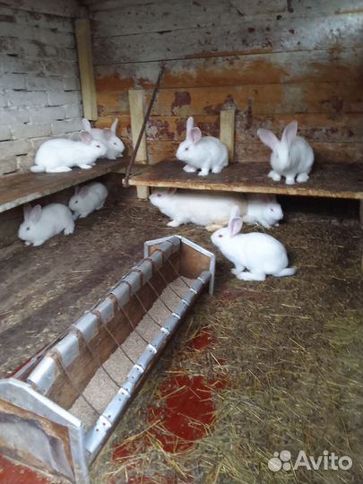 Продам кроликов на развод