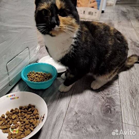 Кошка