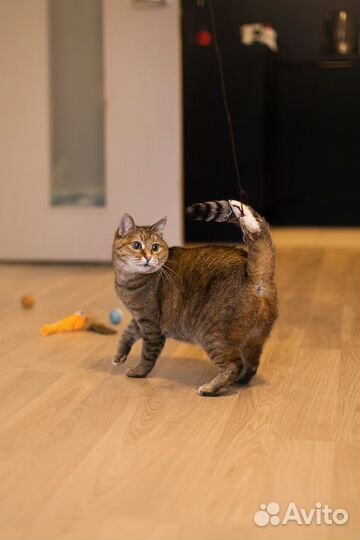 Малышка ждет любящих котородителей