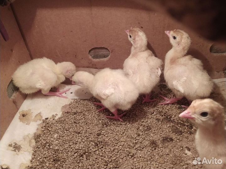 Куры цыплята