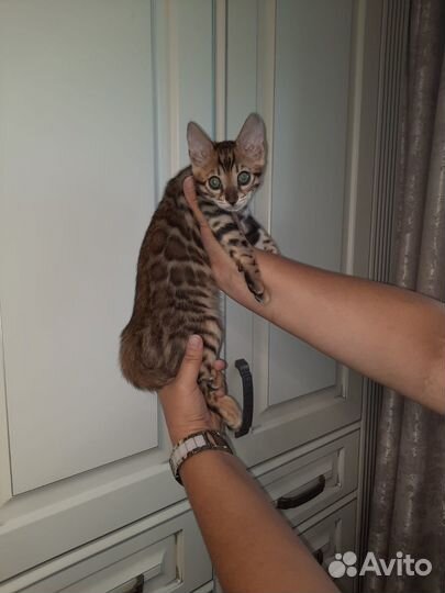 Бенгальский котенок