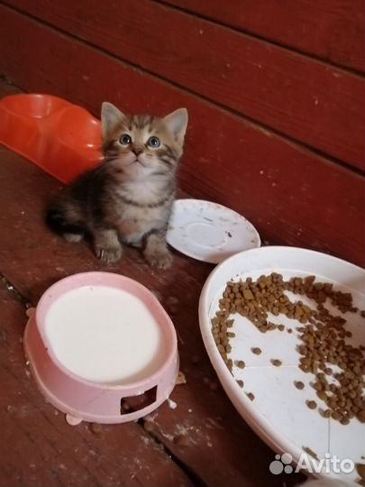 Котята в добрые руки бесплатно