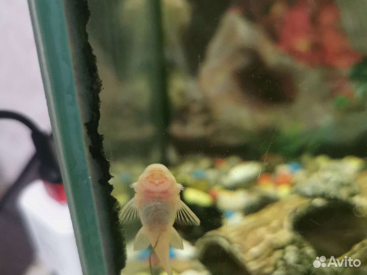Аквариумные рыбки