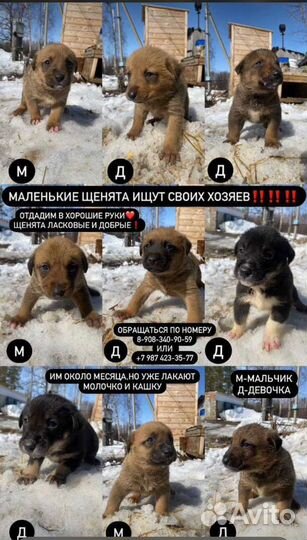 Собака в добрые руки