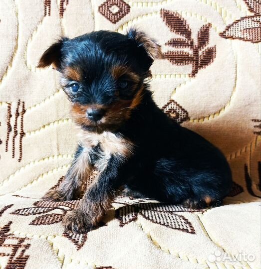 Йоркширский терьер