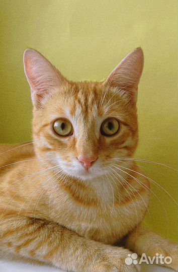 Рыжий котенок мальчик ищет дом