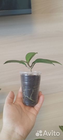 Хойя карноза