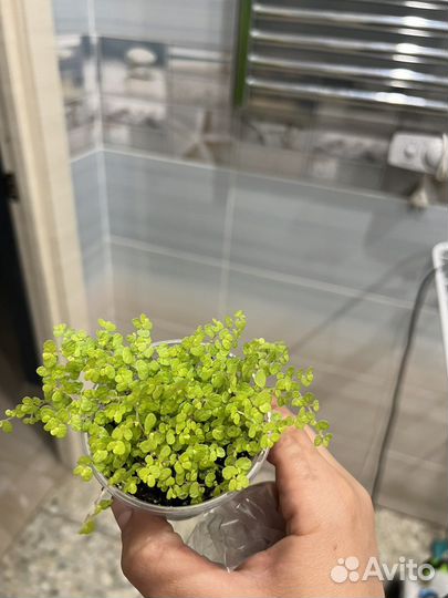 Солейролия