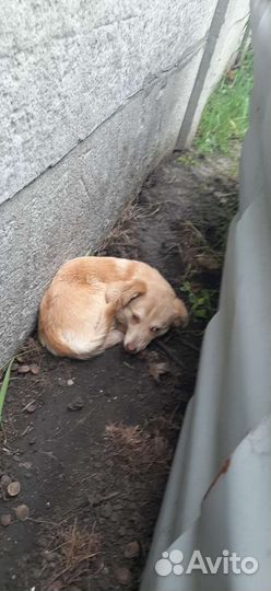 Собачка в добрые руки