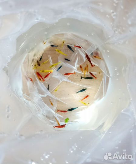 Аквариумные креветки