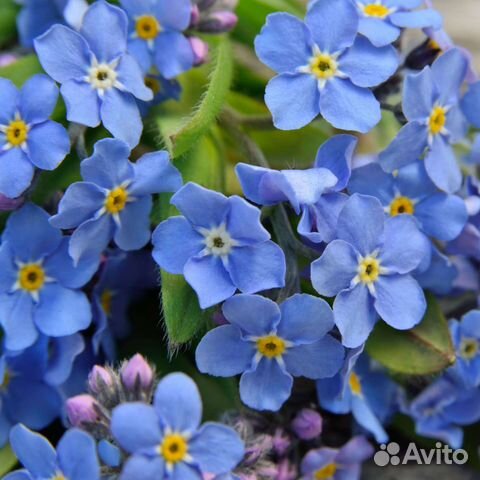 Незабудка садовая, крупнолистная