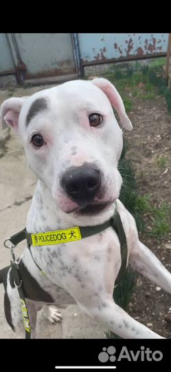 Стаффорд вязка