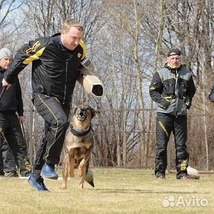 Дрессировка собак, Защита и охрана. Гостиница