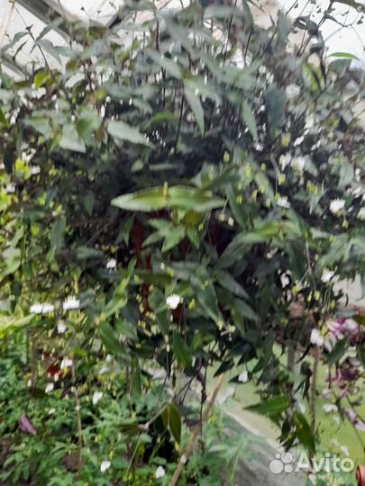 Традесканция зебрина и др