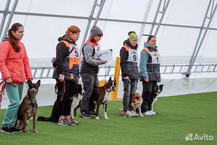 Дрессировка и воспитание собак
