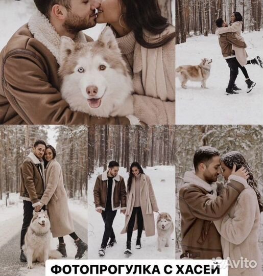 Хаски для фотосессии