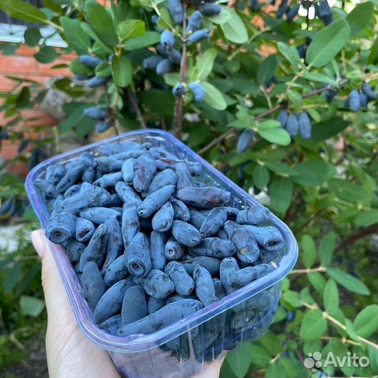 Жимолость саженцы. Ирга