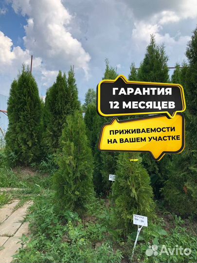 Саженцы туи западной