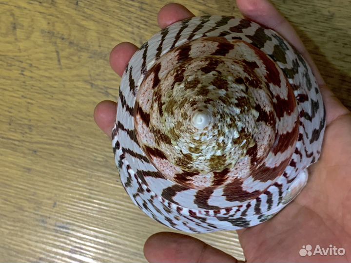 Морские ракушки раковины