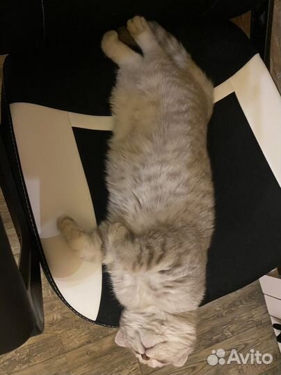 Британская