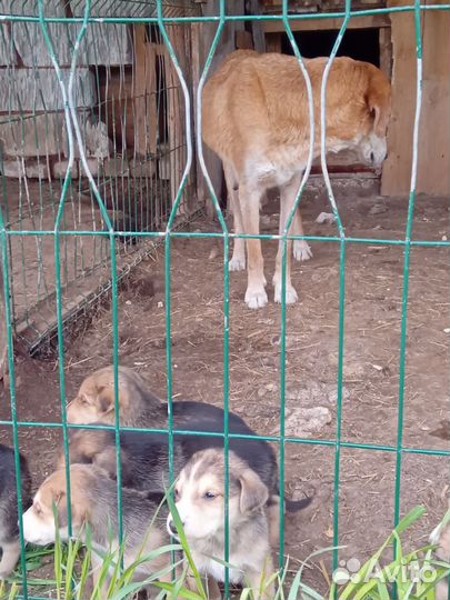 Щенки русской гончей