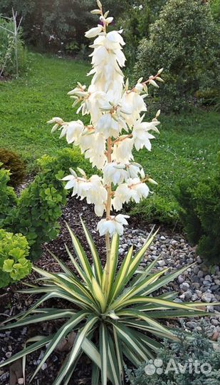 Юкка садовая Колор Гуард