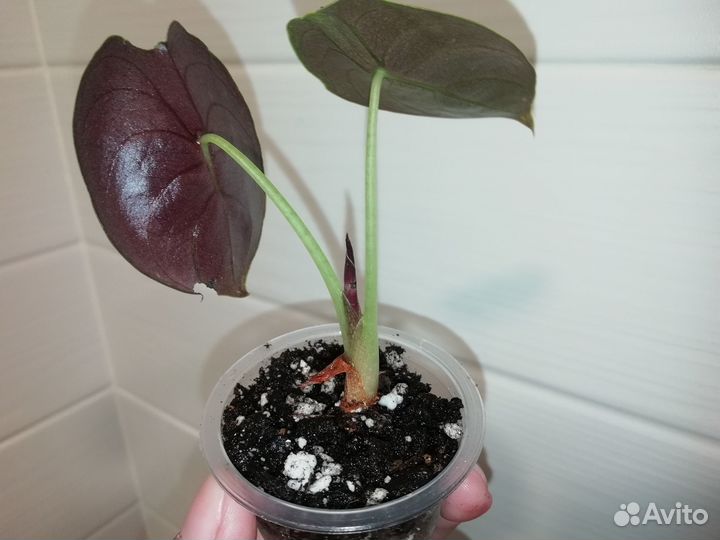 Алоказия Ред Секрет (Red Secret)