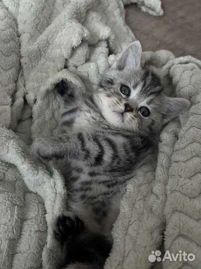 Британский мальчик