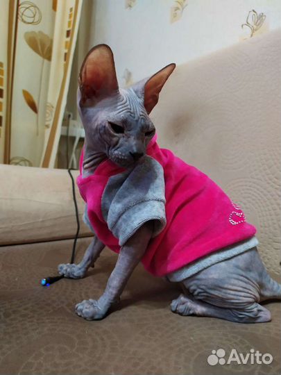 Велюровая толстовка для животных