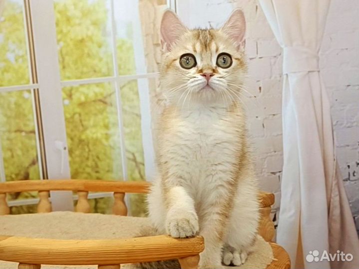Шотландский малыш