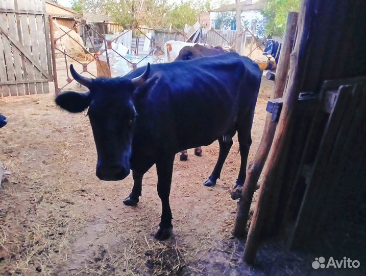Коровы дойные молочные