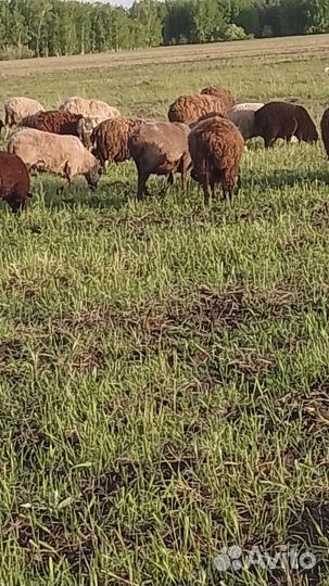 Бараны живым весом