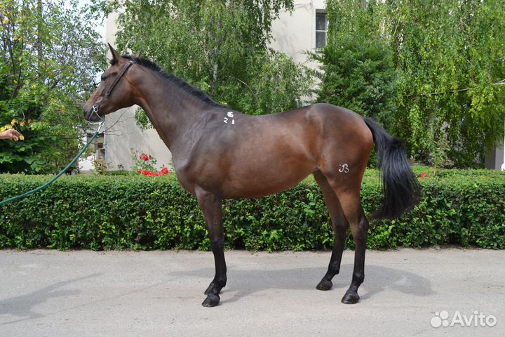 Кобыла Буденновской породы