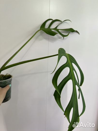 Морстера Burle Marx Flame