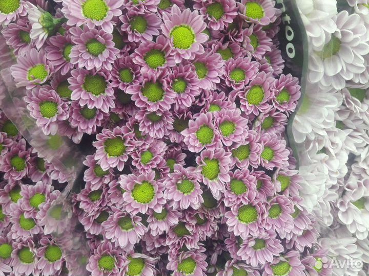 Хризантема хризантема кустовой