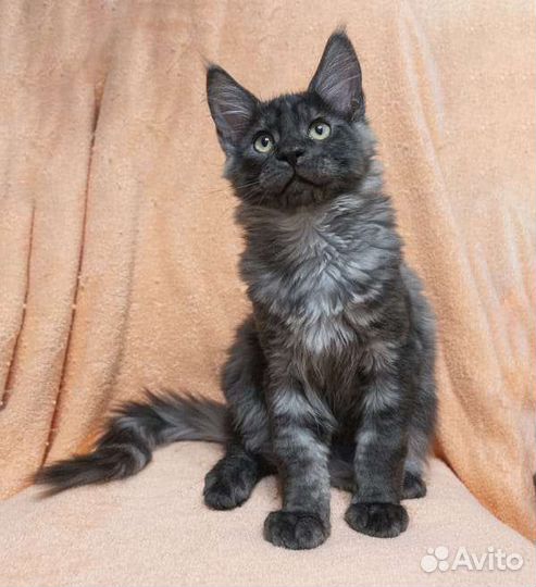Котенок мейн-кун