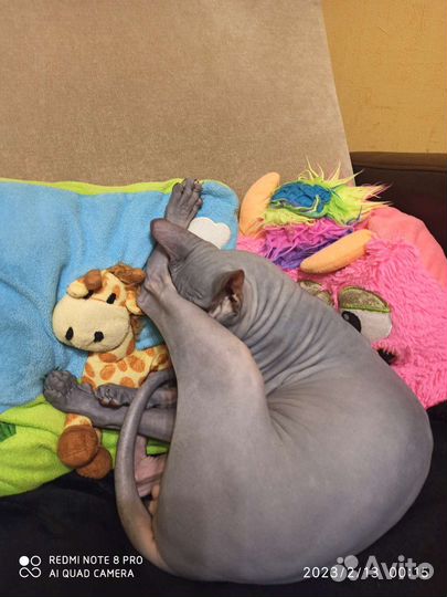 Канадский сфинкс вязка