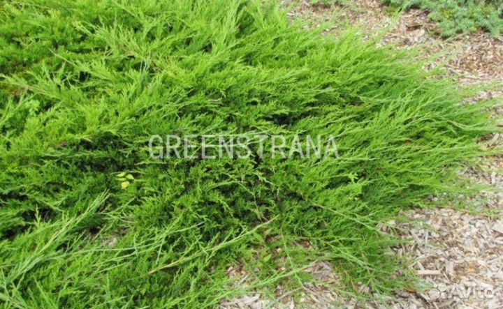 Саженцы Можжевельник казацкий Arcadia