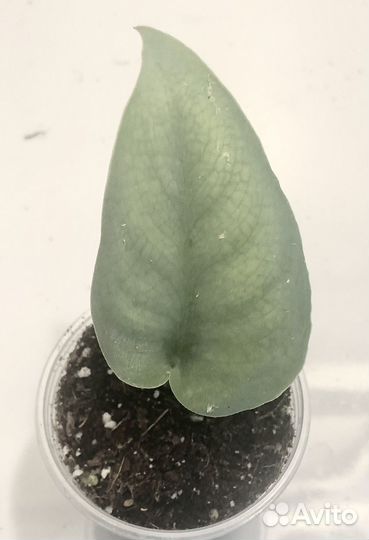 Сциндапсус Platinum