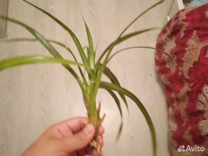 Комнатные цветы пальма