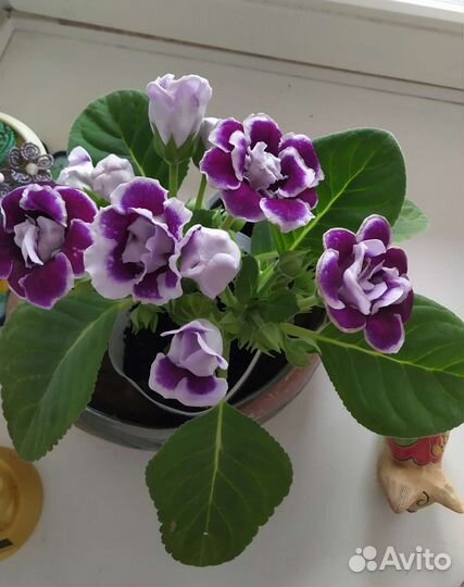 Глоксинии махровые Брокады