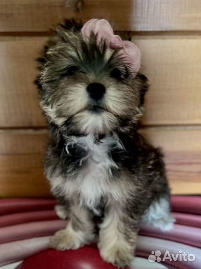 Малышка цветной йорк