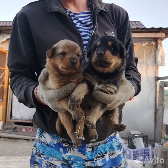 Отдам щенка в добрые руки