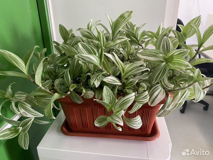 Традесканция полосатая белая