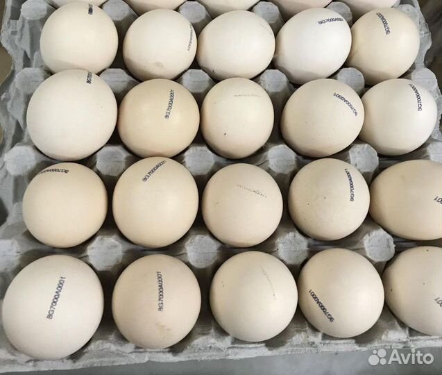 Яйцо опт