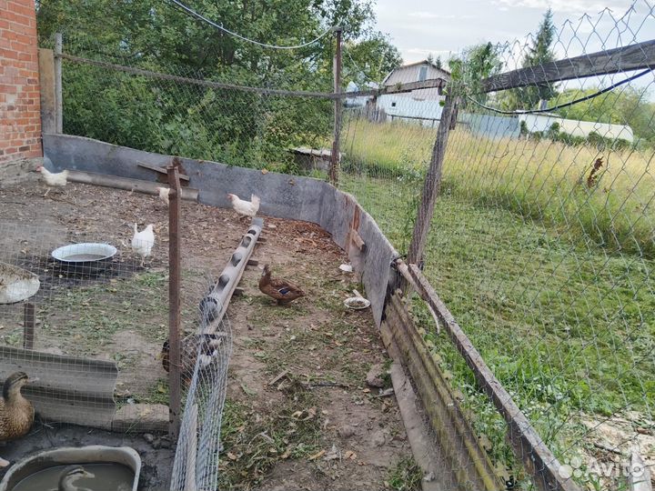 Селезень и утка дикие