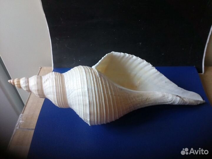 Морская ракушка Hemifusus colosseus 293,8 мм