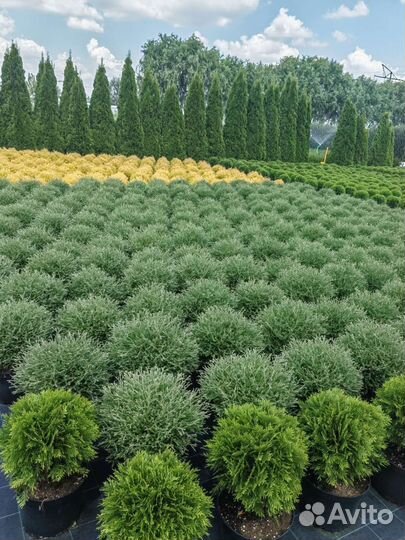 Декоративные растения для сада