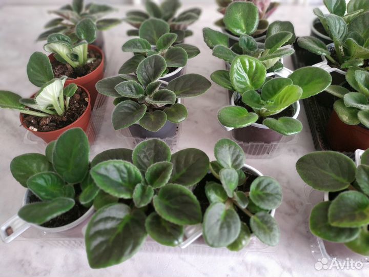 Детки сортовых фиалок